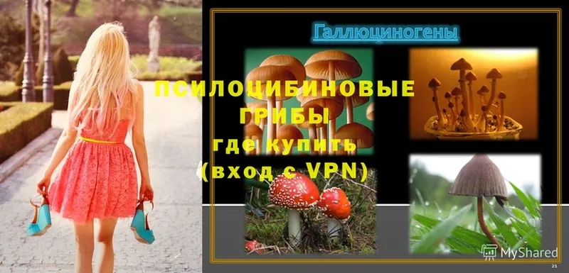 Галлюциногенные грибы Psilocybe  Сорск 